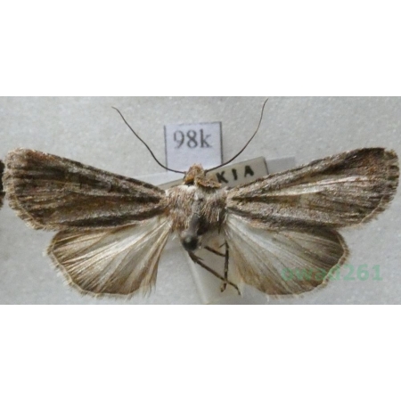 Euxoa tritici (Linnaeus, 1761) Rolnica pszenicówka Slovakia98k